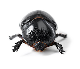 Image showing Nature, bug and insect with closeup of beetle in studio for environment, zoology and fauna. Animal, natural and wildlife with creature isolated on white background for mockup, pest and ecosystem