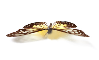 Image showing Closeup, insect and bug with butterfly in studio for environment, fauna and ecosystem. Natural, wildlife and biodiversity with moth isolated on white background for antenna, wings or nature mockup