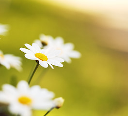 Image showing Summer Flowers