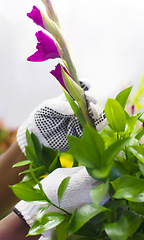 Image showing Nature, florist and hands with purple tulip for a bouquet or arrangement gift from her flower garden. Greenery, hobby and gardener checking a natural floral plant in outdoor eco friendly environment.