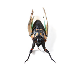 Image showing Isolated fly, studio and white background for insect closeup for study, nature or analysis for biology. Bug, animal and zoom of anatomy, eyes and research with color, body and entomology by backdrop