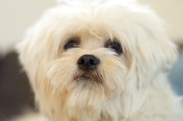 Image showing Dogs, face and portrait of pet, poodle or animal relax, calm and sitting in attention at home. Domestic pets, animals and cute maltese dog with loyalty, fur and closeup headshot of small furry canine