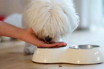 Image showing Dog, food and hand feeding a pet in a house with love, care and trust while hungry. Animal, pet puppy or Maltese poodle eating from palm of woman owner for growth and development on home floor