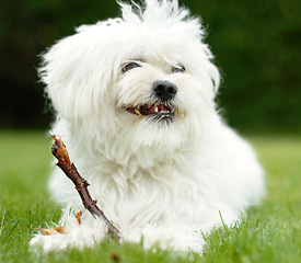 Image showing Puppy, animal and maltese poodle is natural on green lawn in the backyard is happy in the outdoor park. Young, dog and garden is a pet in home with freedom on the grass in summer.