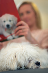 Image showing Sleeping dog, sofa and woman with reading, learning or relax for animal, calm or quiet in home. Blurred background, mockup space and sleep for puppy, pet or poodle with peace on lounge couch in house