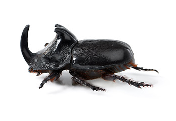 Image showing Rhino beetle, insect and bug on a white background in studio for wildlife, zoology and natural ecosystem. Animal mockup, side view and closeup of creature body for environment, entomology and nature