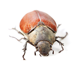 Image showing Nature, bug and insect with beetle in studio for environment, zoology and fauna. Animal, natural and wildlife with closeup of creature isolated on white background for mockup, pest and ecosystem