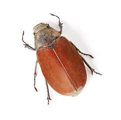 Image showing Top view, insect and closeup of beetle in studio for environment, zoology and fauna. Animal, natural and wildlife with bug creature isolated on white background for mockup, pest and nature ecosystem