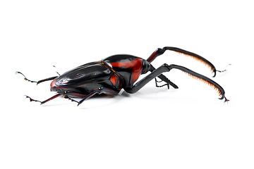 Image showing Bug, wildlife and beetle on a white background in studio for pest, zoology and natural ecosystem. Animal mockup, nature and closeup of isolated creature for environment, entomology study and insect