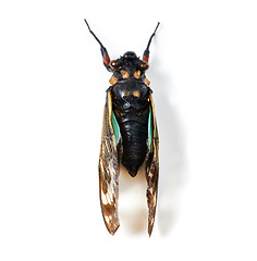 Image showing Isolated cicada, studio or white background for natural closeup in study, insect or analysis for biology. Bug, animal or zoom of anatomy, back and research with color, body and entomology by backdrop