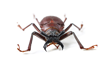 Image showing Bug, insect and titan beetle on a white background in studio for wildlife, zoology and natural ecosystem. Animal mockup, nature and closeup of isolated creature for environment, entomology and bugs