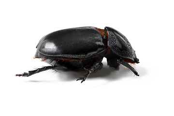 Image showing Environment, insect and closeup of beetle in studio for nature, zoology and fauna. Animal, natural and wildlife with bug creature isolated on white background for mockup, pest and ecosystem