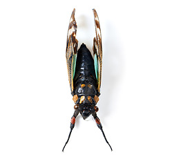 Image showing Isolated fly, studio and white background for macro of insect for study, nature or analysis for biology. Bug, animal and zoom of anatomy, wings and research with color, body or entomology by backdrop