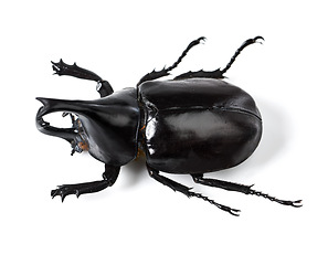 Image showing Bug, insect and black beetle on a white background in studio for wildlife, zoology and natural ecosystem. Animal mockup, beetles and top view of isolated creature for environment, entomology and pest