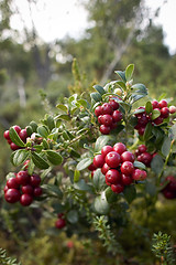 Image showing Lingonberries, lat. Vaccinium vitis idaea