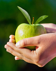 Image showing Apple, green and hands closeup for healthy, nutrition and diet of fresh fruit and agriculture, harvest or farming. Palms, farmer or person cupping produce and vegan, natural and sustainable food