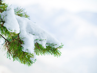 Image showing Nature, winter and snow on a tree in the woods with natural, sustainable or eco friendly environment. Weather, outdoor and closeup of frozen, cold and frosty ice branches in forest with mockup space.