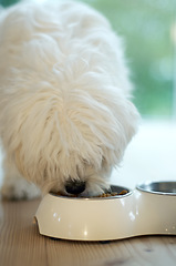 Image showing Poodle dog, eating and food on floor for health, wellness and nutrition for growth, development and pet care in home. Animal, hungry puppy and diet with bowl for meal, breakfast or dinner in house
