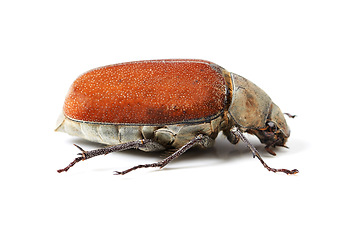 Image showing Biodiversity, bug and insect with closeup of beetle in studio for environment, zoology and fauna. Animal, natural and wildlife with creature isolated on white background for mockup, pest or ecosystem