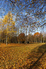 Image showing birch trees