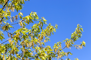 Image showing trees and plants