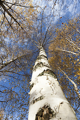 Image showing beautiful birch foliage