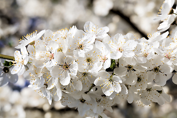 Image showing plants in bloom