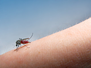 Image showing mosquito sucking blood