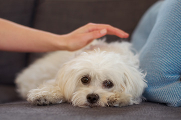 Image showing Maltese poodle, dog and relax on couch with hand, woman and care together with love, bonding or comfort in home. Pet puppy, animal and lying on sofa in living room with calm, quiet and cute in house