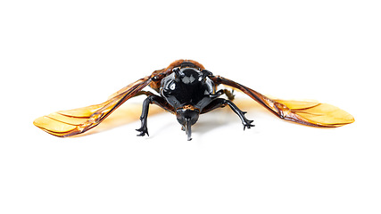 Image showing Insects, wings and beetle with horn, front and white background, aesthetic bug for analysis and study. Bugs, science and insect collection display for entomology research, studying and education