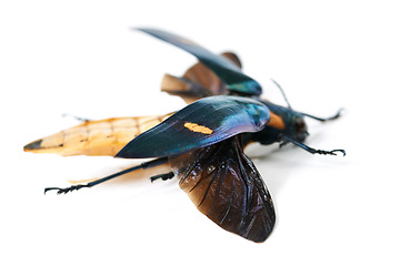 Image showing Moth, insect and bug in studio white background with full body and wings detail and creature isolated in a backdrop. Animal, nature and colourful wildlife or butterfly from its habitat or environment