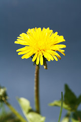 Image showing Dandelion