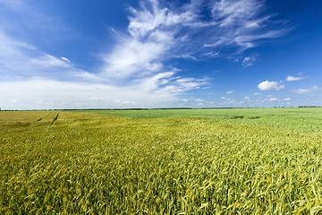 Image showing green unripe cereals