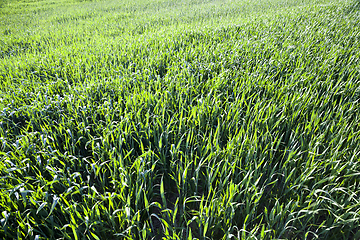 Image showing wheat or rye