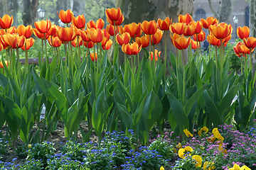 Image showing Gardening tulips