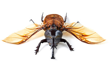 Image showing Nature, wings and beetle in white background, front view of aesthetic bug for analysis and study, Bugs, science and insect collection for entomology research, studying and creature education or hobby