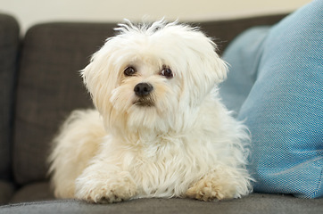 Image showing Poodle, dog sitting on sofa and in living room in the home. Portrait of a white puppy laying Indoors or inside of lounge, love or care for pet and little animal on couch in the house looking relax