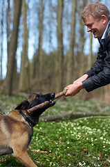 Image showing Man, dog and pull stick in training with smile, play fetch in nature forest with games, exercise or learning. Hand, wood and pet animal with strong bite, happy or outdoor in countryside for health