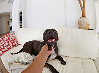 Image showing POV, love and dog on a couch, bonding and happiness at home, affection and care in the lounge. Hand, person and pet on a sofa, calm and cuddle with an animal, perspective and wellness with comfort