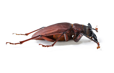 Image showing Nature, creature and insect with closeup of beetle in studio for environment, zoology and fauna. Animal, natural and wildlife with bug isolated on white background for mockup, pest and ecosystem