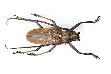 Image showing Nature, bug and insect with beetle in studio for ecosystem, biology and wildlife. Biodiversity, pest and fauna with creature isolated on white background for mockup, animal and environment from above