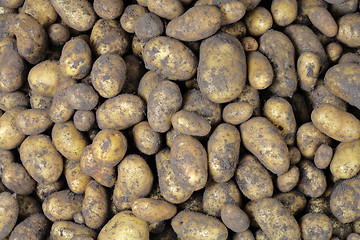 Image showing Potato harvest