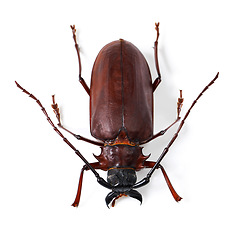 Image showing Top view, beetle and insect with natural biology, hard shell or animal isolated against white studio background. Zoom, nature or bug with wildlife, species and shiny details of creature on a backdrop