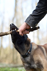 Image showing Hand, dog and pull stick in training with bite, play fetch in nature forest with health, exercise or learning. Man, wood and pet animal with strong teeth, jaws and outdoor in countryside for games