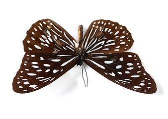 Image showing Isolated butterfly, anatomy and studio by white background for closeup, nature and insect biology study. Bug wings, entomology and animal with beauty, brown pattern and natural specimen by backdrop