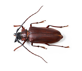 Image showing Nature, wildlife and insect with closeup of beetle in studio for environment, zoology and fauna. Animal, natural and creature with bug on white background for mockup, pest and ecosystem from above