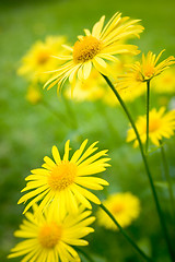 Image showing Summer flowers