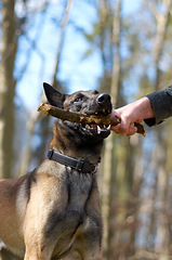 Image showing Man, dog and forest with stick in mouth, play fetch or training in nature with game, exercise and learning. Hand, wood and pet animal with strong bite, pull and outdoor in countryside for health