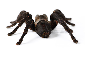 Image showing Insect, closeup and spider in studio, exotic and creepy on white background space. Bugs, scary and brown tarantula posing isolated as pet, wildlife and horror arachnid with danger aesthetic