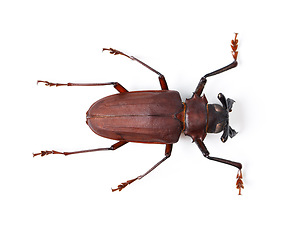 Image showing Bug, insect and closeup of titan beetle in studio for environment, zoology and fauna from above. Animal, natural and wildlife nature with creature isolated on white background for mockup and pest